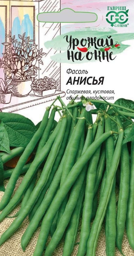 Фасоль Анисья, 5 г. Урожай на окне. 