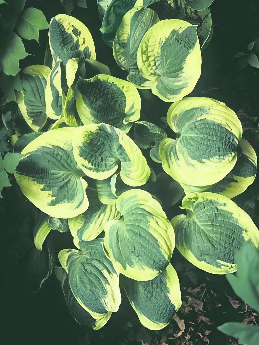 Хоста Кристмас Пейджант, 1 шт.