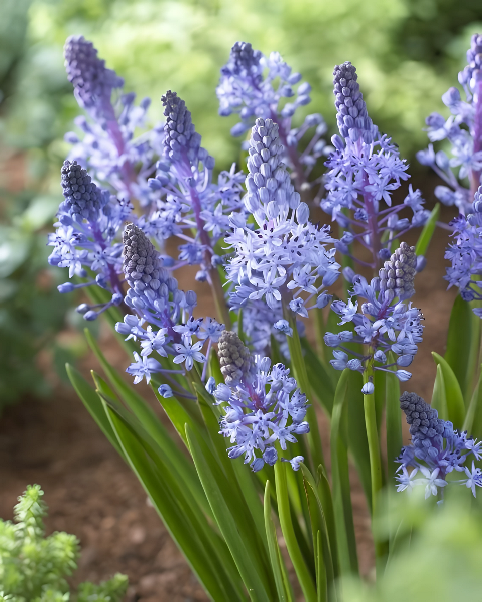 Сцилла Литардьера, 6/+, 1 шт.