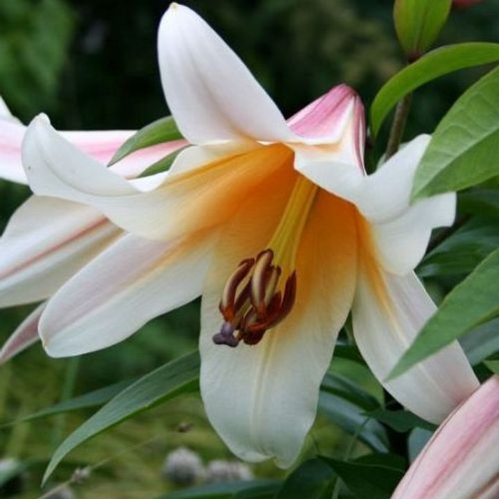 Лилия ОТ-гибрид Хай Ти, 1 шт.