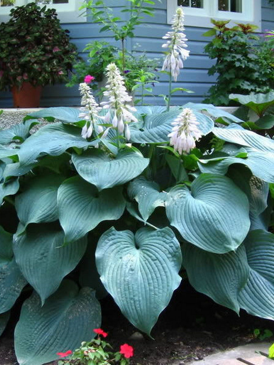 Хоста Биг Дадди, 1 шт.