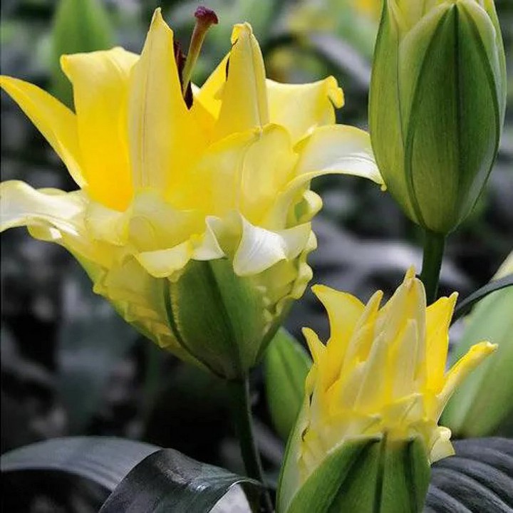 Лилия ОТ-гибрид махровая Экзотик Сан, 16/18, 1 шт.