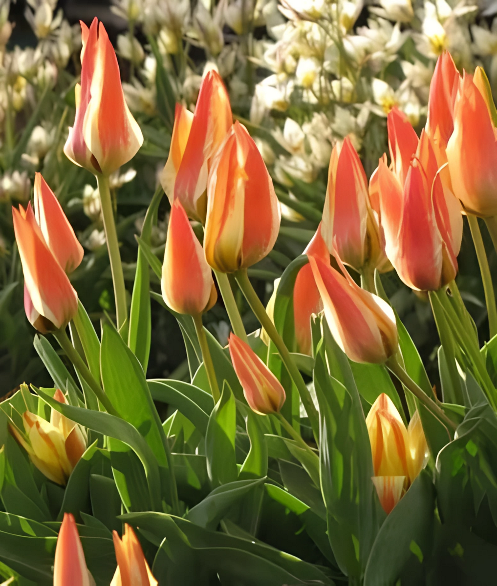 Тюльпан грейга Профессор Де Моззери, 11/12, 1 шт.