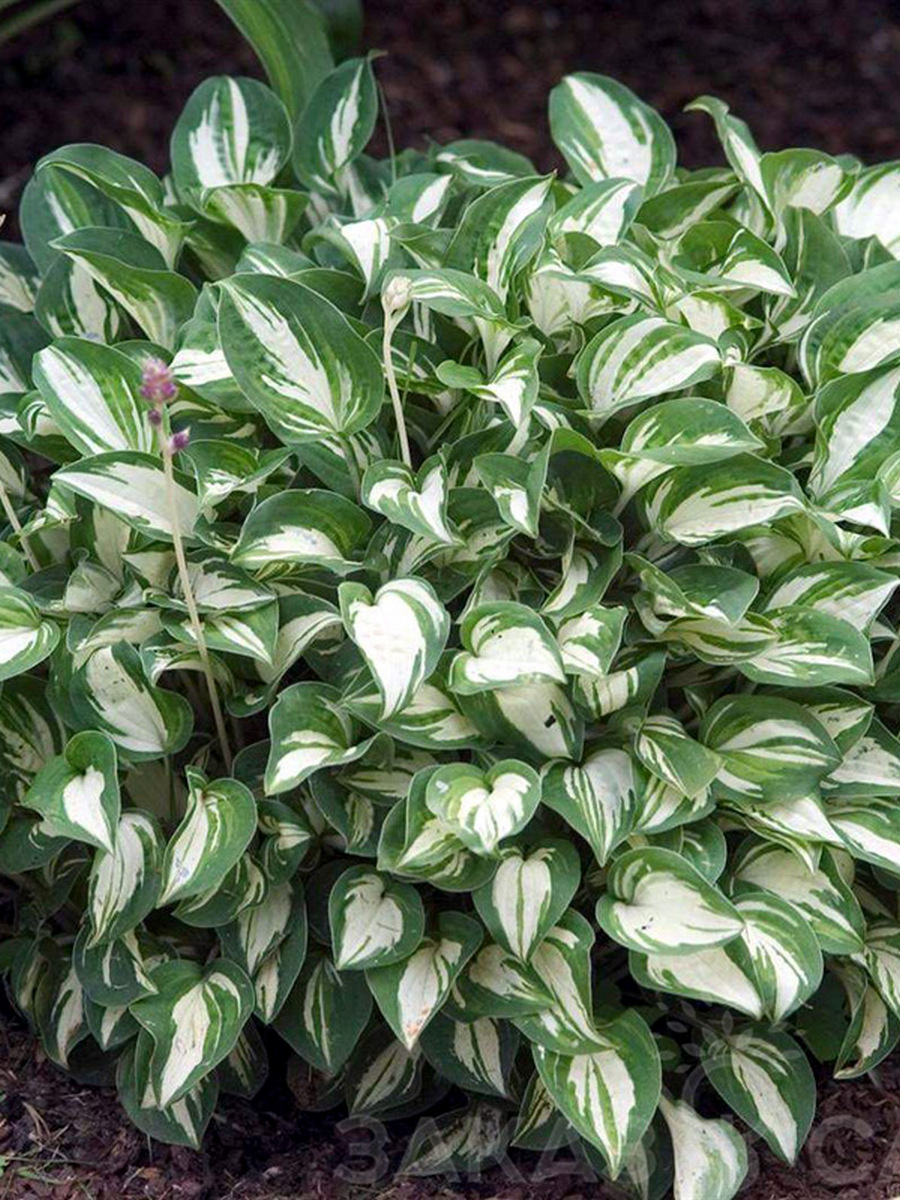 Хоста Пандорас Бокс, 1 шт.