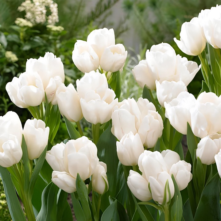 Тюльпан многоцветковый Вайс Берлинер, 11/12, 1 шт.