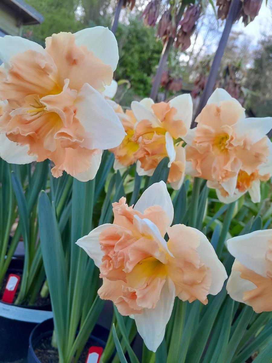 Нарцисс сплит Эппл Пай, 12/14, 1 шт.