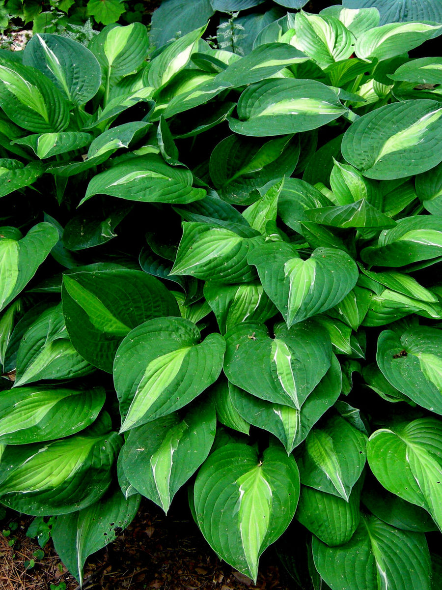 Хоста Стриптиз, 1 шт.