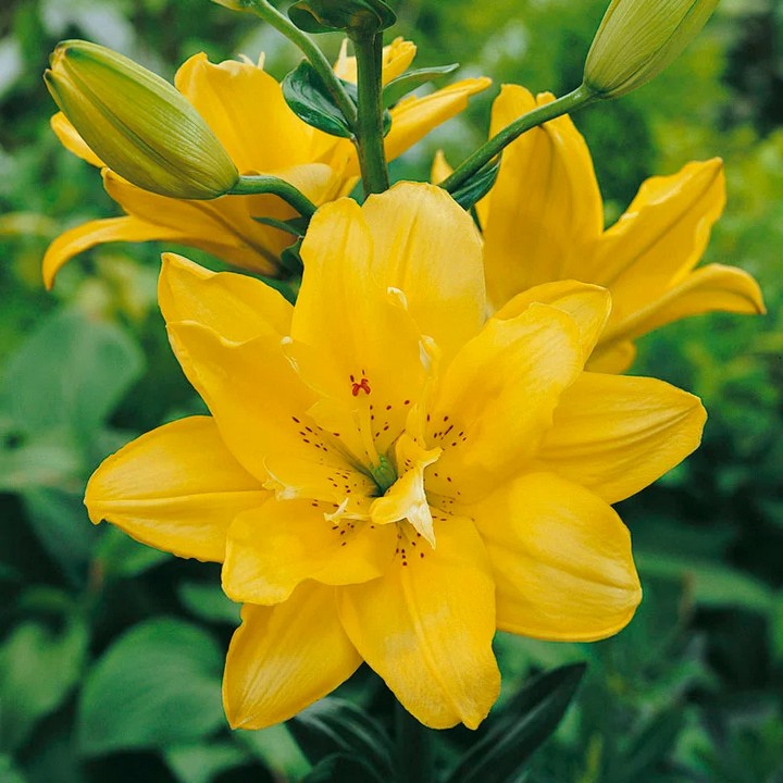 Лилия азиатская махровая Фата Моргана, 12/14, 1 шт.