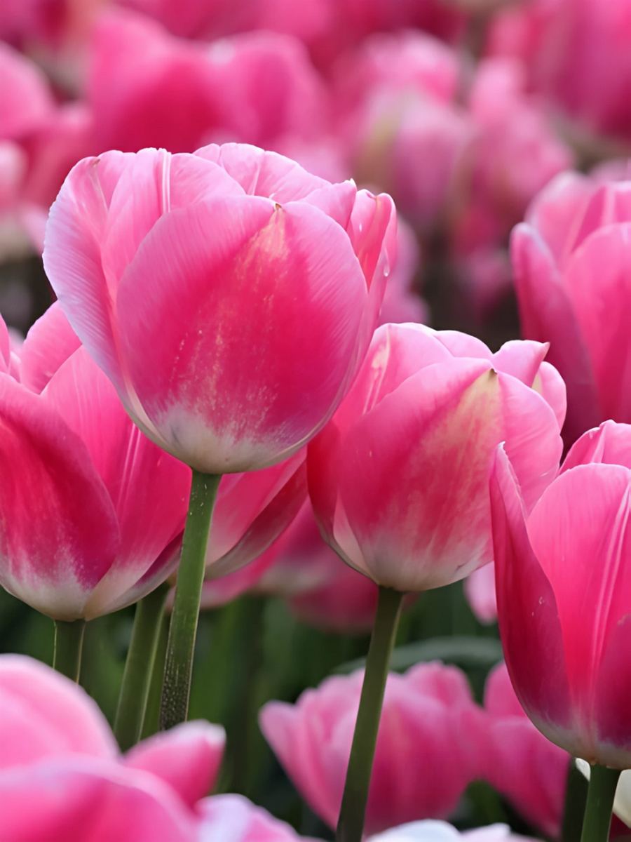 Тюльпан простой поздний Сатурнес, 11/12, 1 шт.