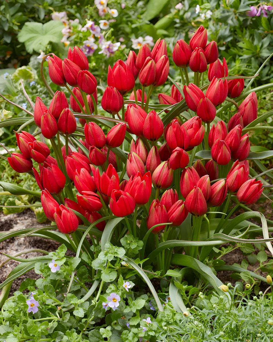 Тюльпан ботанический Франциска, 6/+, 1 шт.