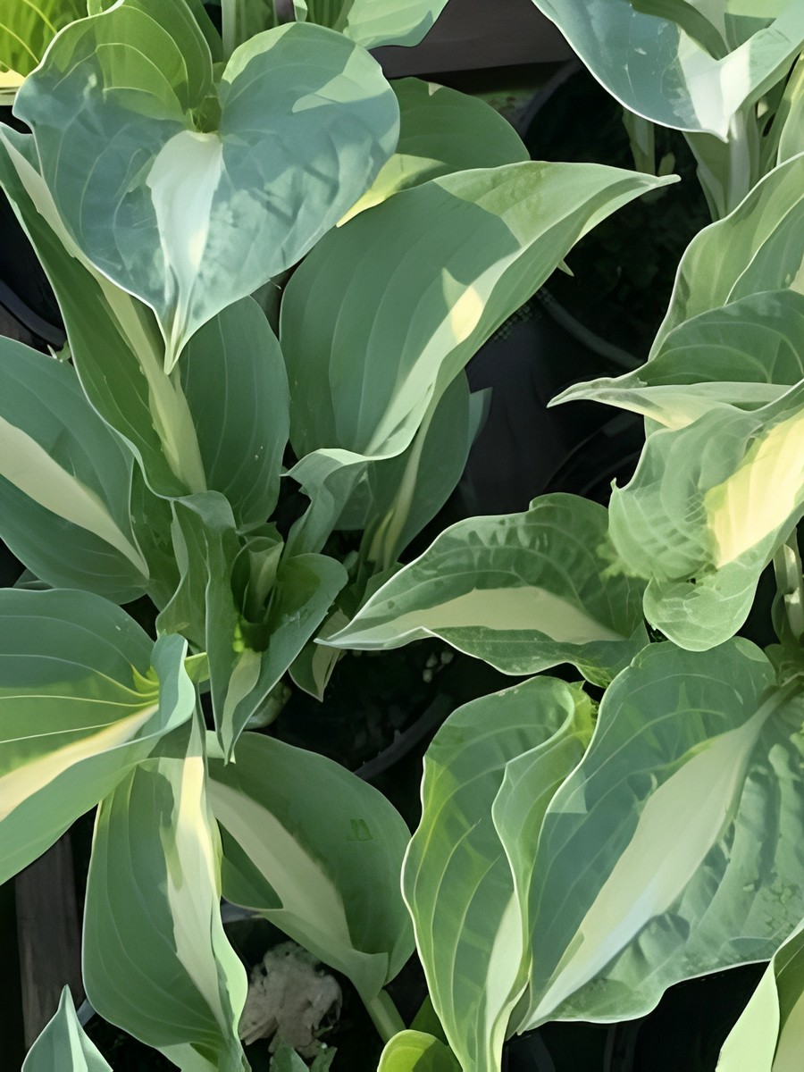 Хоста Вирли Поп, 1 шт.