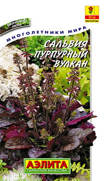 Сальвия Пурпурный вулкан, 7 шт.