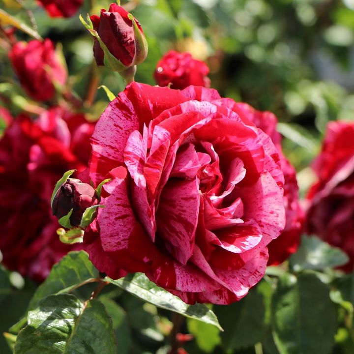 Роза флорибунда Дип Импрешн/ЦКор