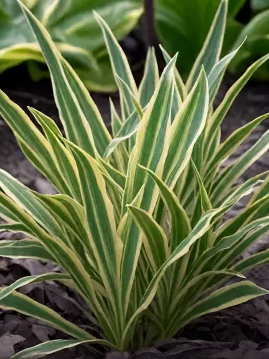 Хоста Сэндхилл Крейн, 1 шт.