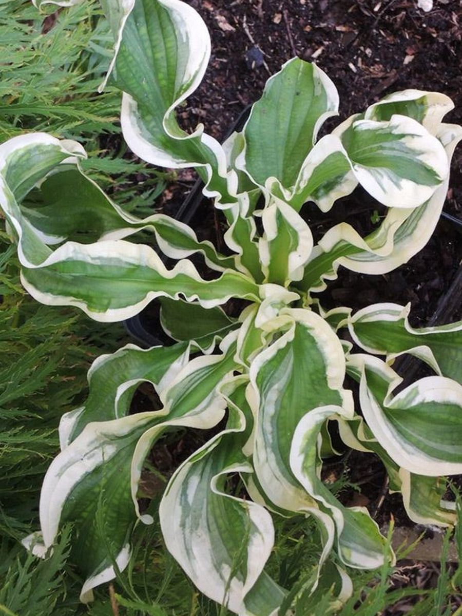 Хоста Летс Твист Эгейн, 1 шт.