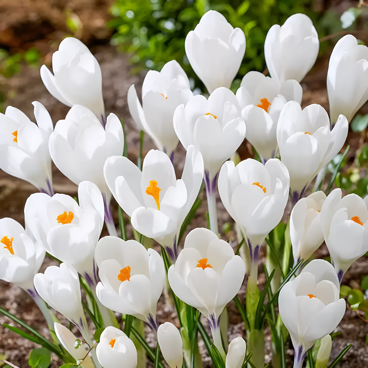 Крокус среднецветковый Айс Куин, 6/+, 1 шт.