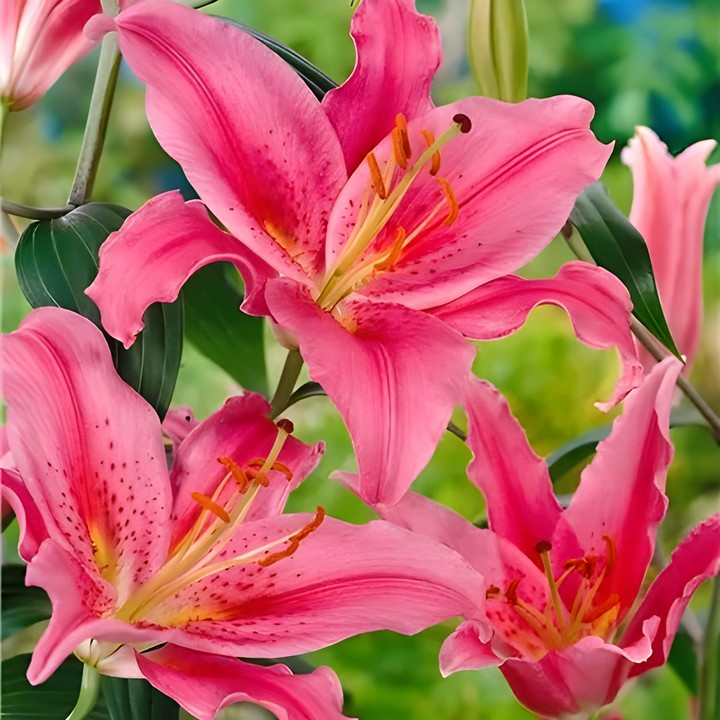 Лилия восточная Акапулько, 12/14, 1 шт.