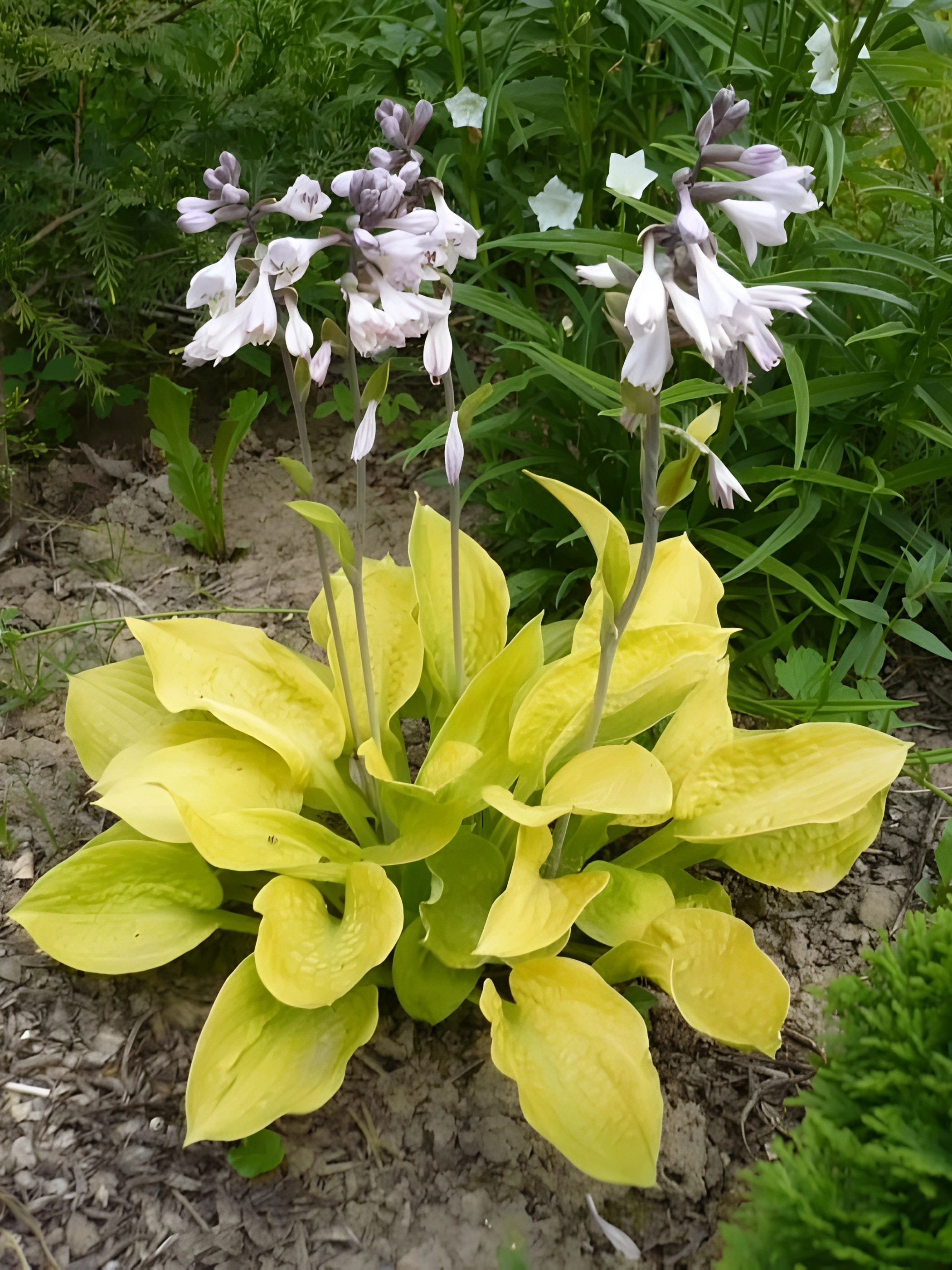 Хоста Глэд Тидингс, 1 шт.