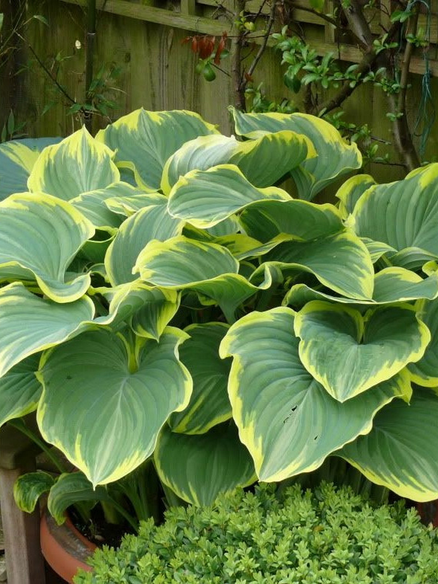 Хоста Сага,1 шт.