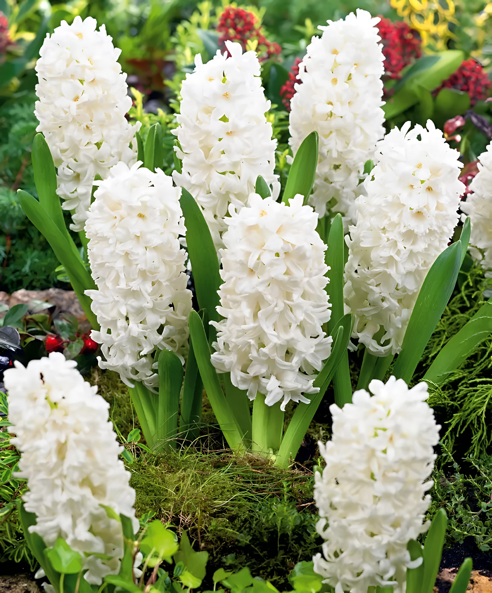 Гиацинт Айлос, 14/15, 1 шт.