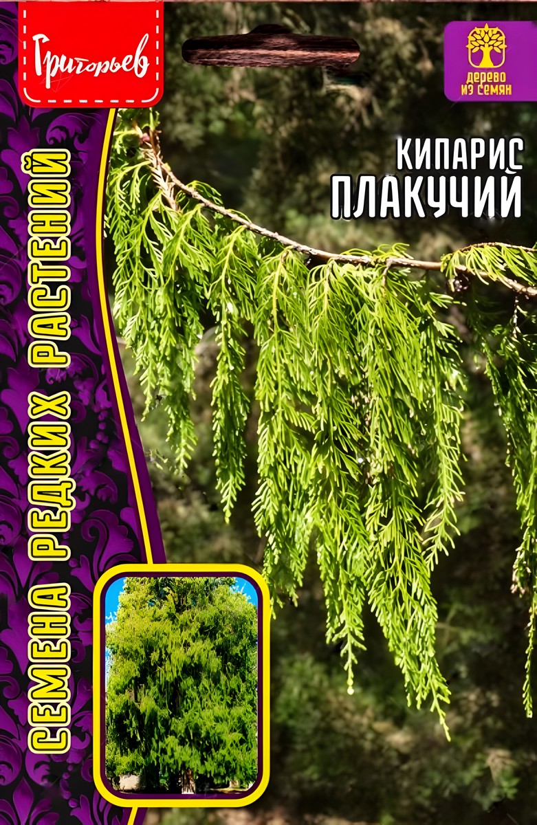 Кипарис плакучий, 20 шт.
