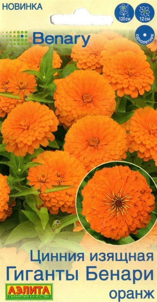 Цинния Гиганты Бенари оранж, 7 шт.