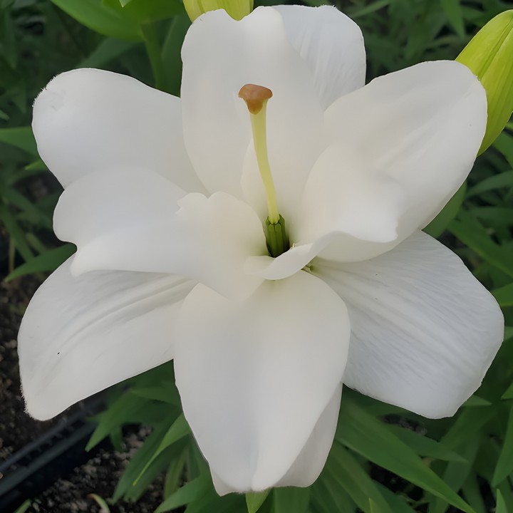 Лилия азиатская махровая Аннамари Дрим, 12/14, 1 шт.