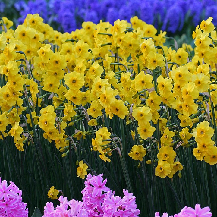 Нарцисс многоцветковый Кокопелли, 9/10, 1 шт.