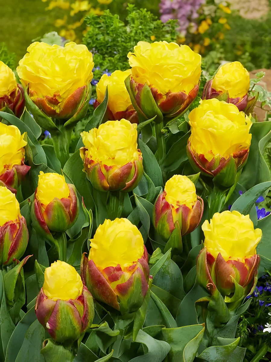 Тюльпан густомахровый Банана Айс Крим, 11/+, 1 шт.