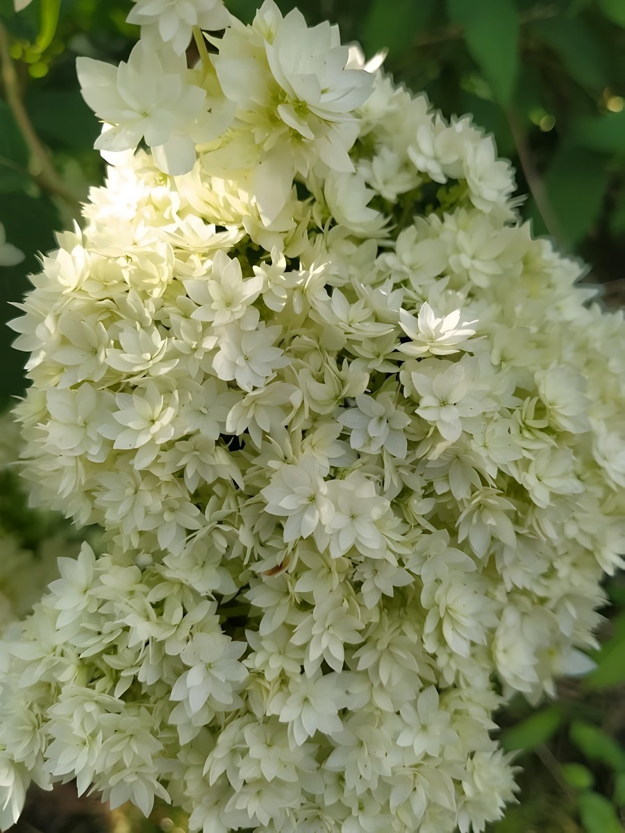 Гортензия древовидная Хайес Старберст