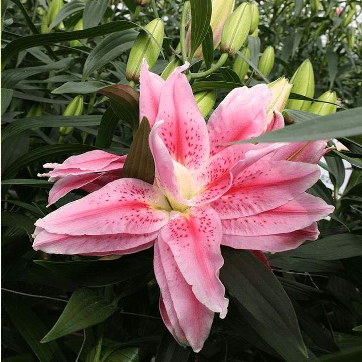 Лилия восточная махровая Roselily Виола, 12/14, 1 шт.