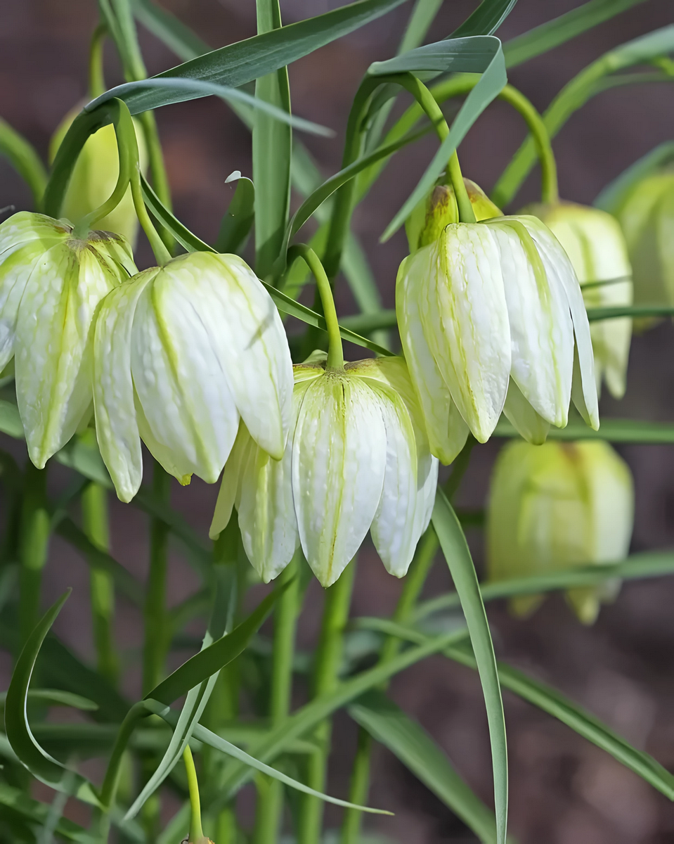 Фритиллярия Мелеагрис Альба, 6/+, 1 шт.