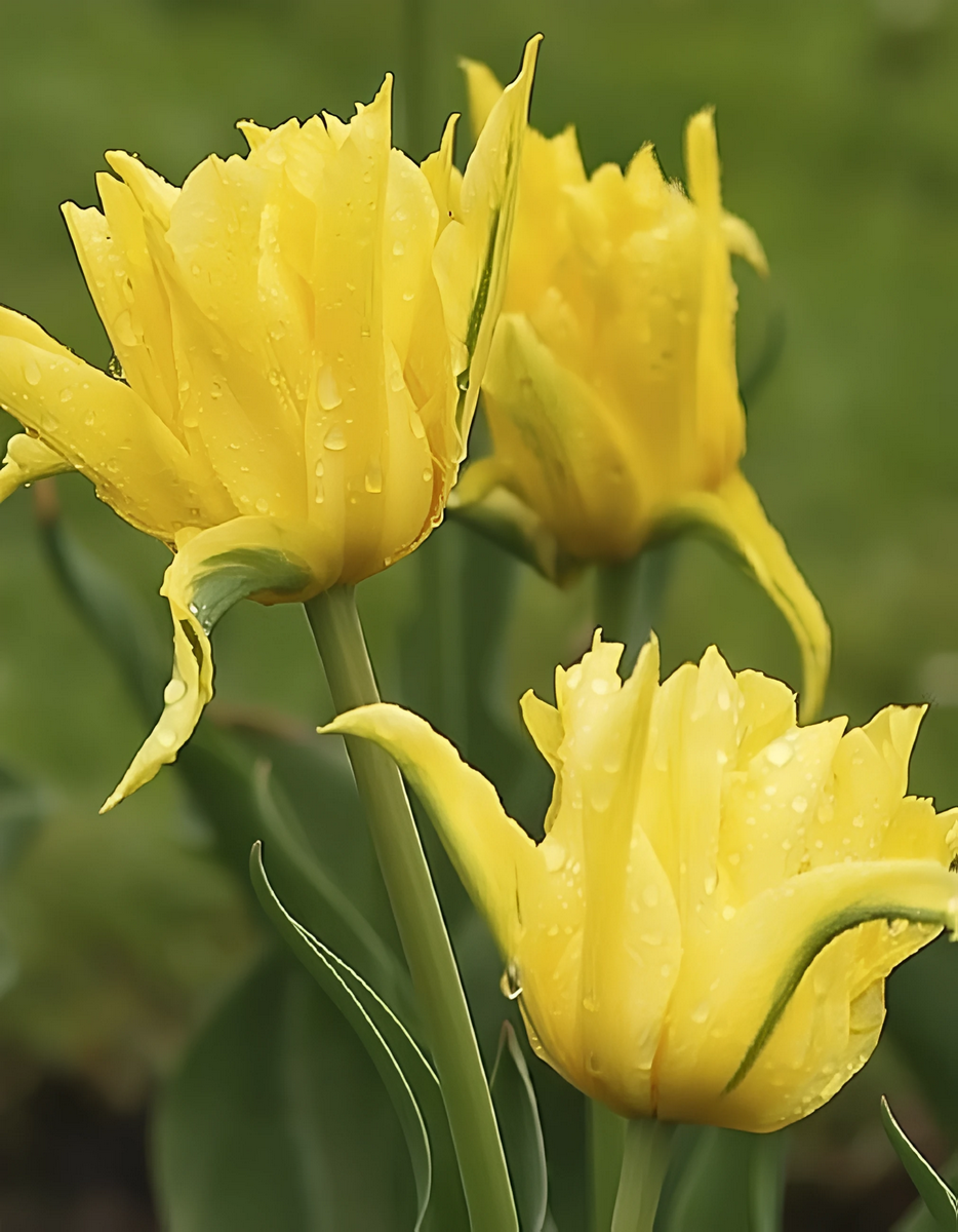 Тюльпан махровый лилиецветный Монте Спайдер, 11/12, 1 шт.