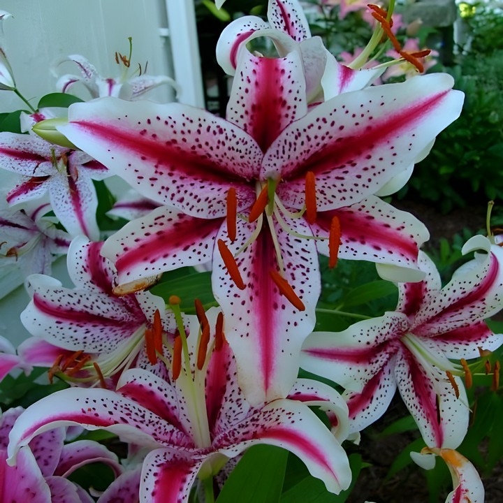 Лилия восточная Диззи, 12/14, 1 шт.