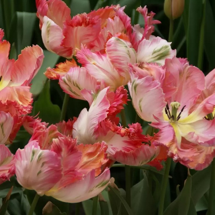 Тюльпан попугайный Априкот Пэррот, 11/12, 1 шт.