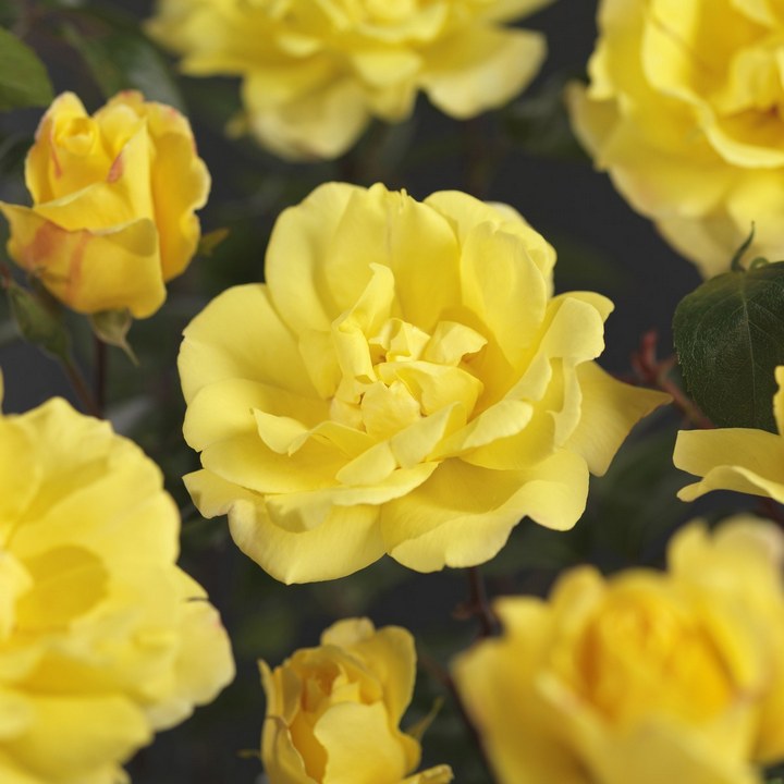 Роза плетистая Голден Парфюм (желтый)