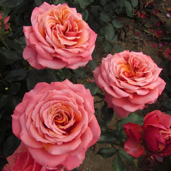 Роза чайно-гибридная Коппер Лайт/ЦКор