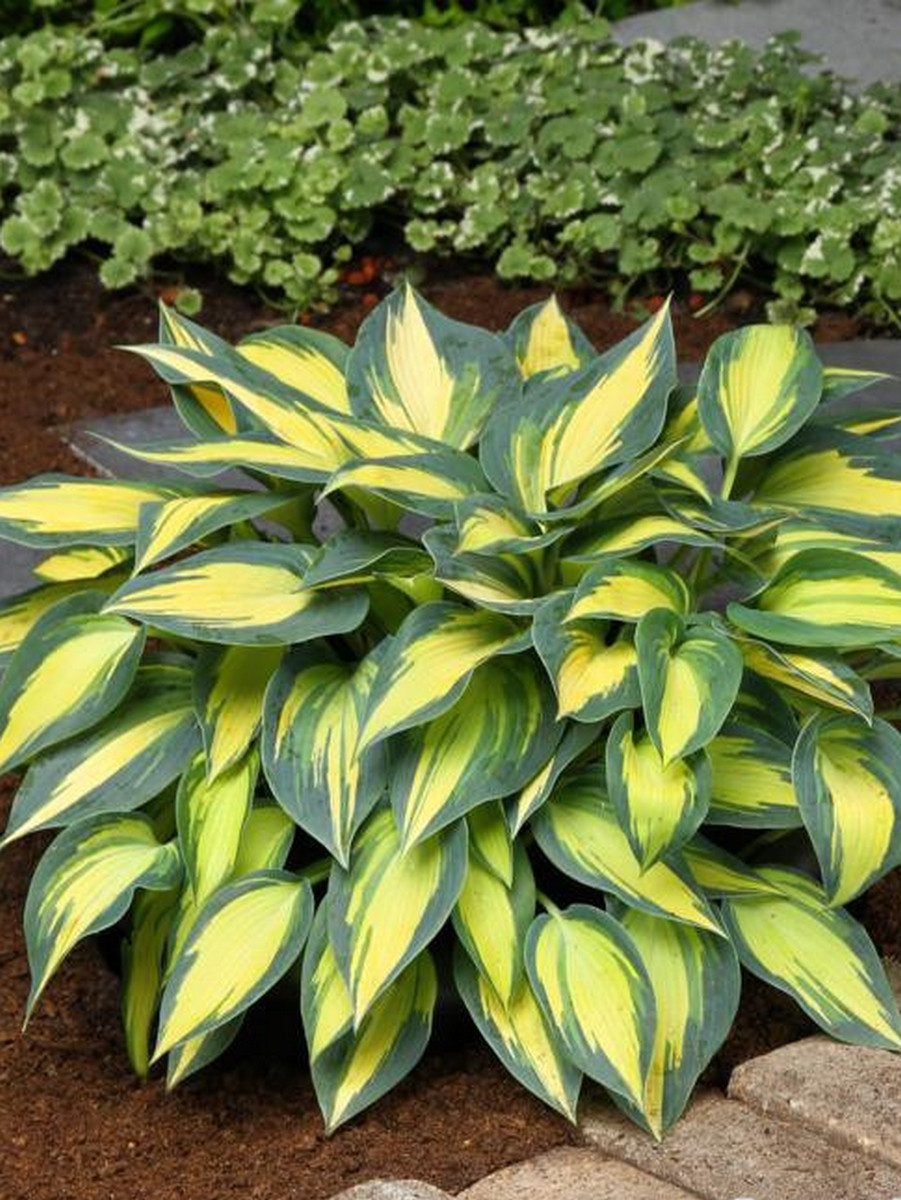 Хоста Мэджик Айленд, 1 шт.