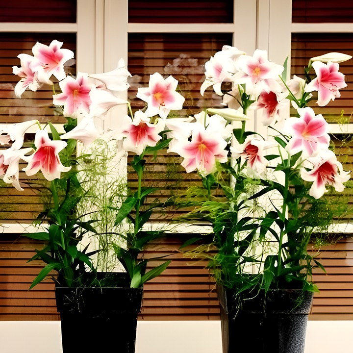 Лилия Цирано, 1 шт.