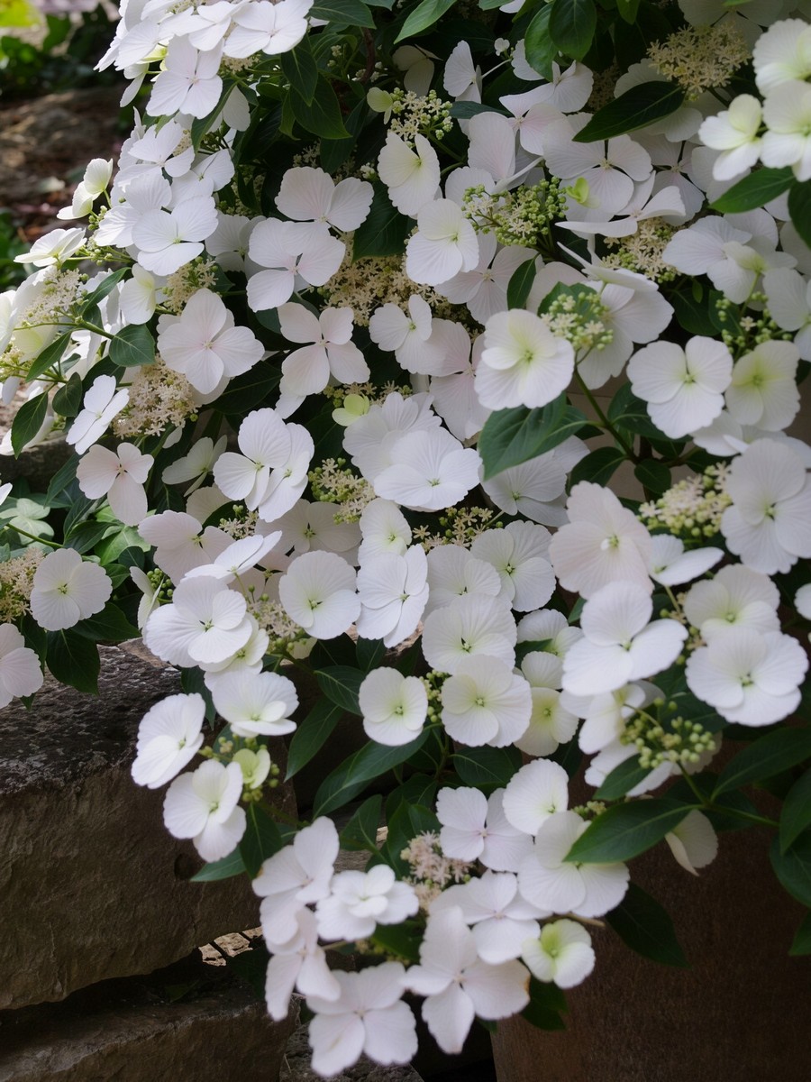 Гортензия крупнолистовая Ранэвэй Брайд/ЦКорЛюкс