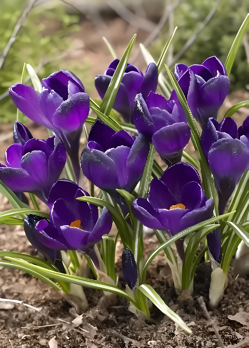 Крокус крупноцветковый Негро Бой, 6/7, 1 шт.