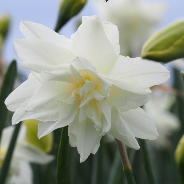 Нарцисс махровый Калгари, 10-12, 1 шт.