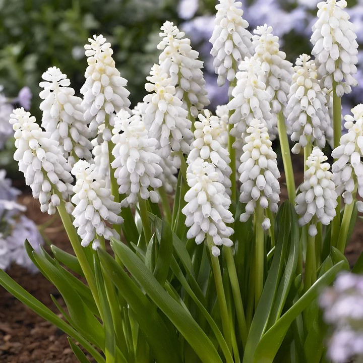 Мускари Венус, 8/9, 1 шт.