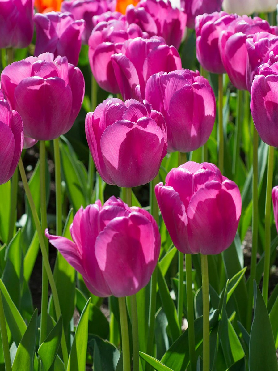 Тюльпан дарвинов гибрид Пурпл Прайд, 11/12, 1 шт.