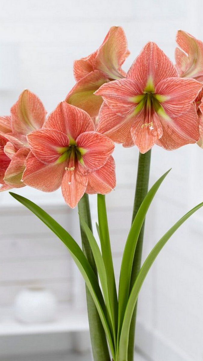 Амариллис Терра Котта Стар, 22/24, 1 шт.