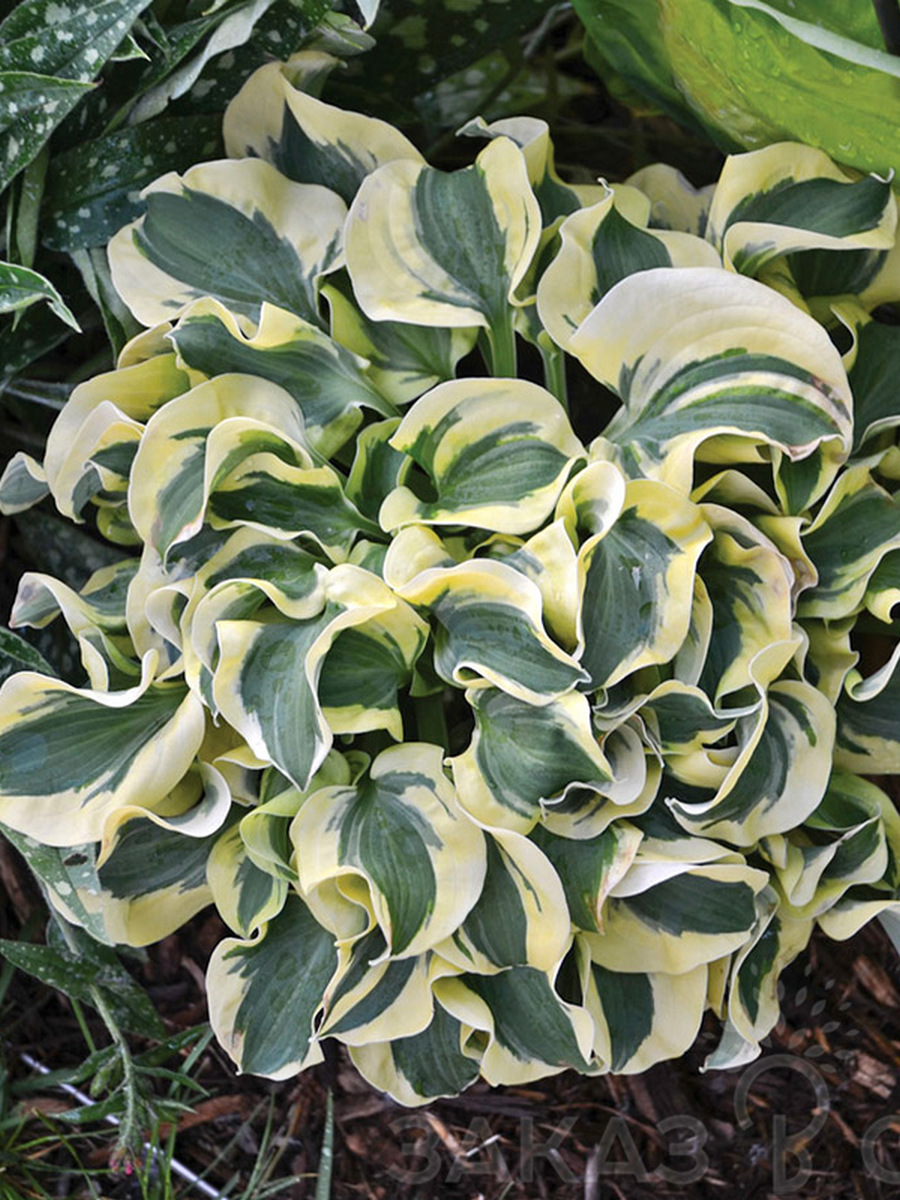 Хоста Мини Скирт, 1шт.