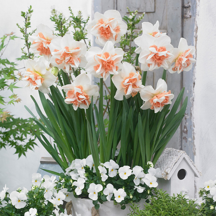 Нарцисс махровый Дельнашо, 12/14, 1 шт.