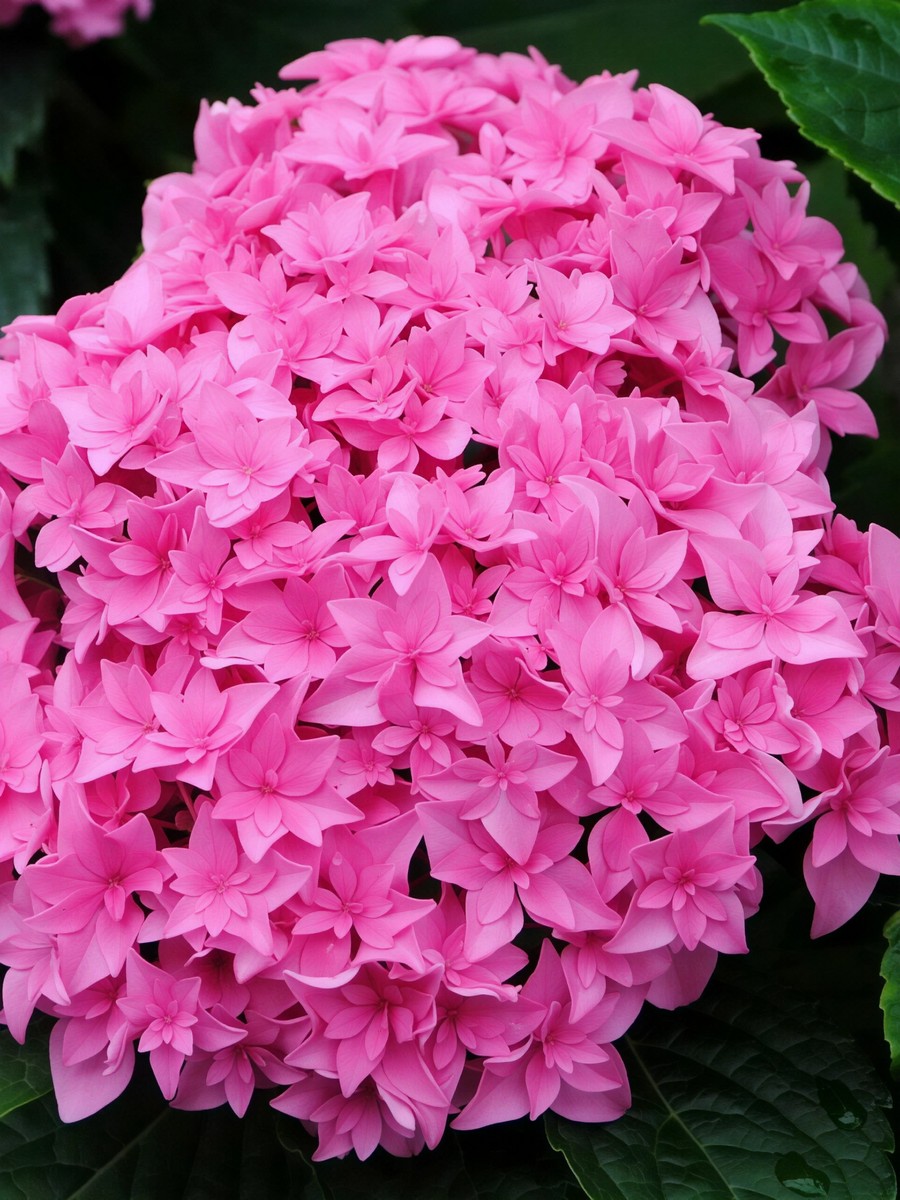 Гортензия крупнолистовая Ю энд ми Перфекшн/ЦКорЛюкс