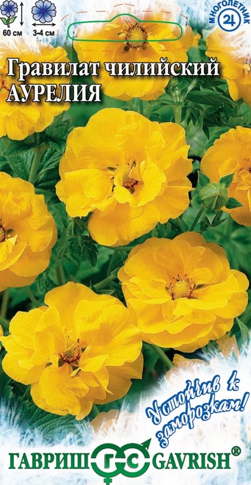 Гравилат Аурелия, 0,1 г. Устойчив к заморозкам.