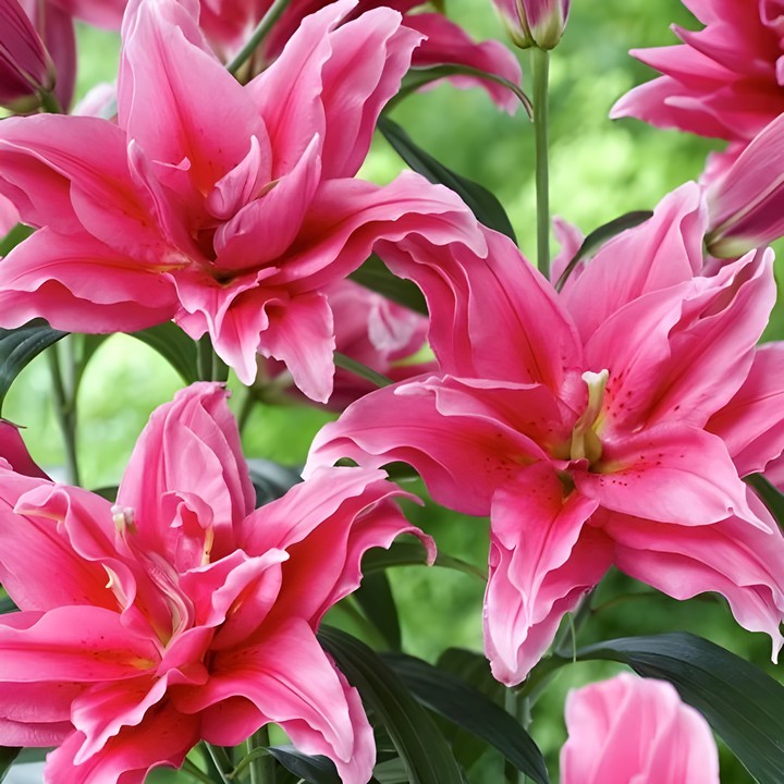 Лилия восточная махровая Roselily Дориа, 12/14, 1 шт.